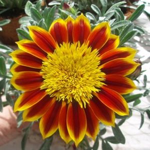 Gazania