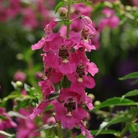 Angelonia