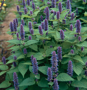 Anise Hyssop