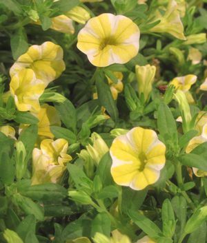 Calibrachoa