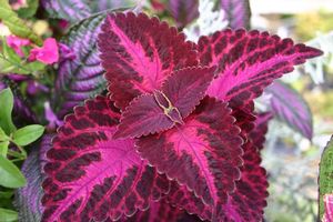 Coleus