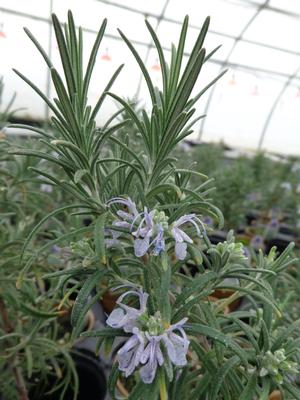 Rosemary
