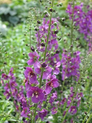 Verbascum phoenicum