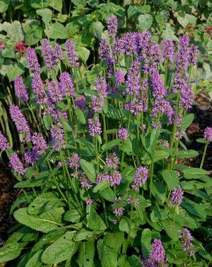 Stachys