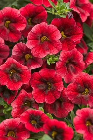 Calibrachoa