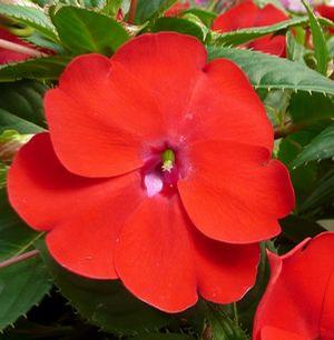 Impatiens