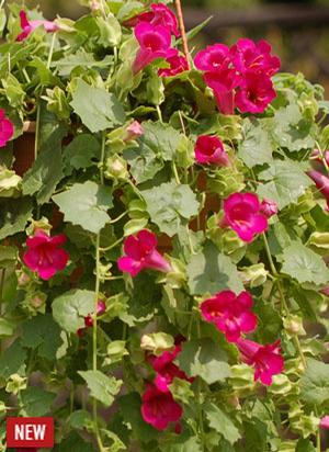 Lophospermum
