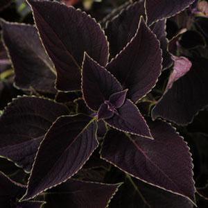 Coleus