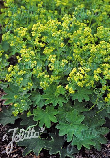 Alchemilla sericata