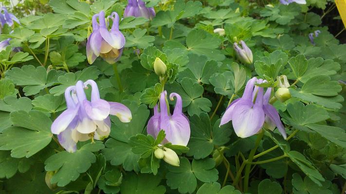 Aquilegia flabellata var pumila