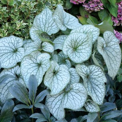 Brunnera