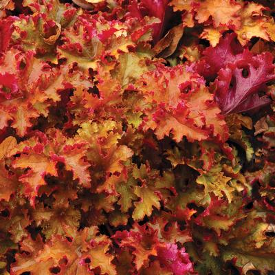 Heuchera