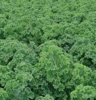 Photo courtesy of Johnny's Selected Seeds.