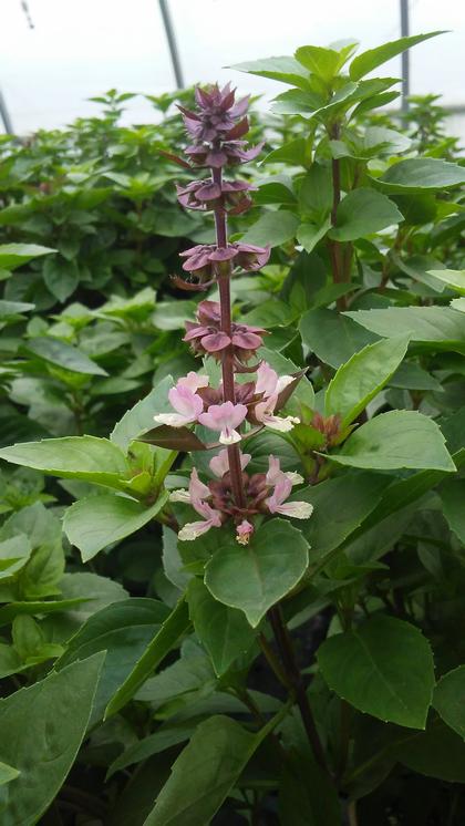 Basil