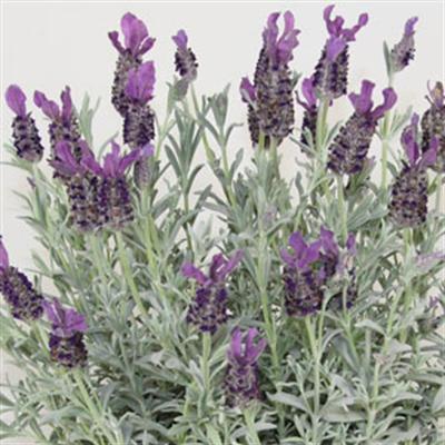 Lavender stoechas