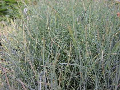 Festuca