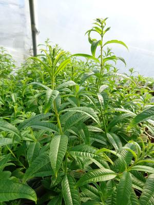 Verbena, Lemon