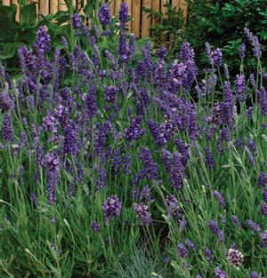 Lavender angustifolia