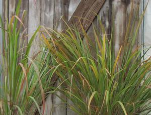 Lemon Grass