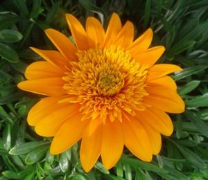 Gazania