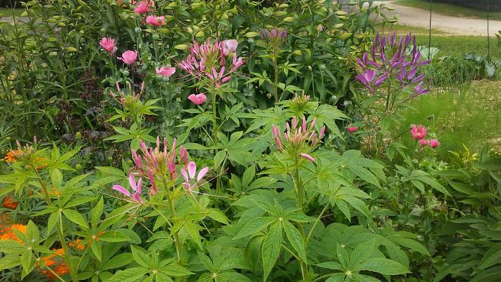 Cleome 'Queen Violet' in the background for comparison.
