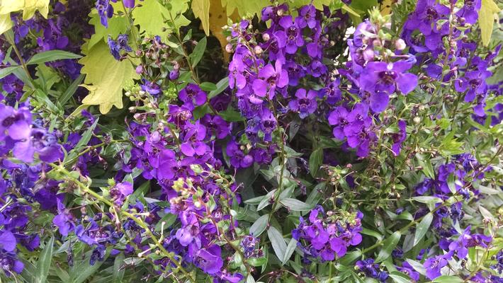 Angelonia