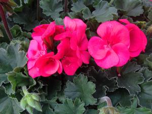 Geranium