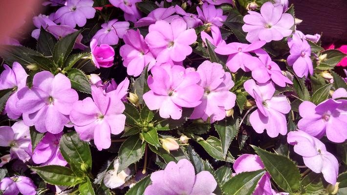 Impatiens