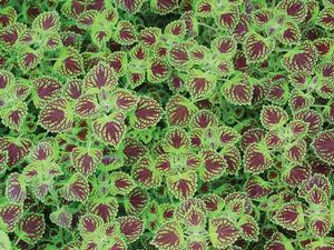 Coleus