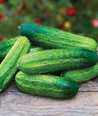 Cucumber