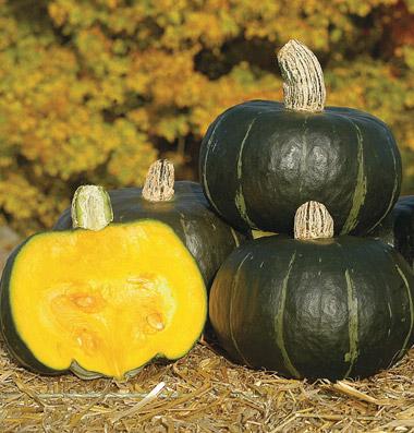 Winter squash, Buttercup