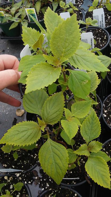 Vietnamese Lemon Mint