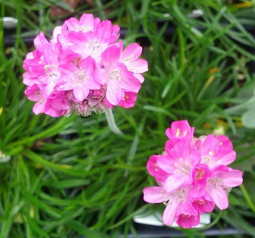 Armeria maritima