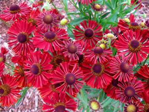 Helenium autumnale