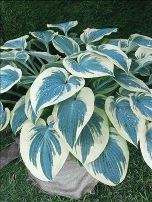 Hosta