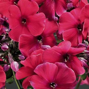 Phlox paniculata