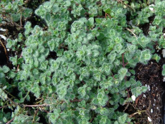 Thymus praecox pseudolanginosus