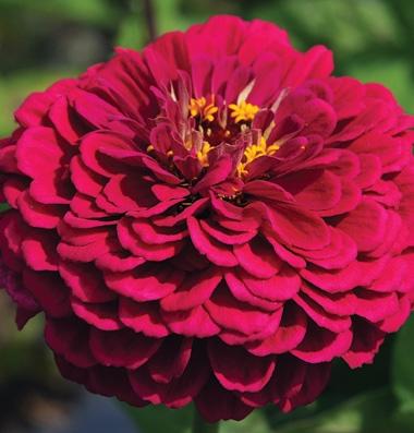 Zinnia elegans