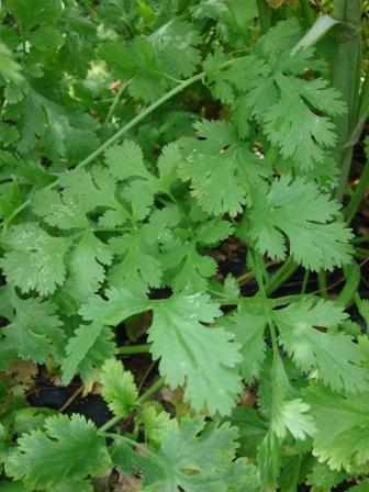 Cilantro