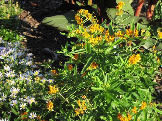 Asclepias tuberosa