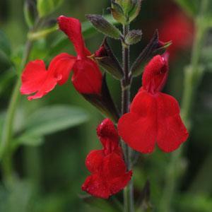 Salvia greggii