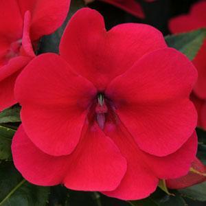 Impatiens