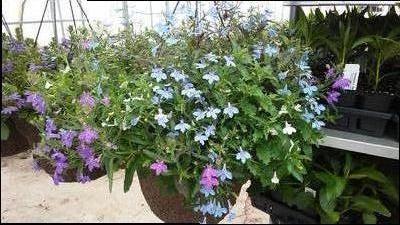 Lobelia