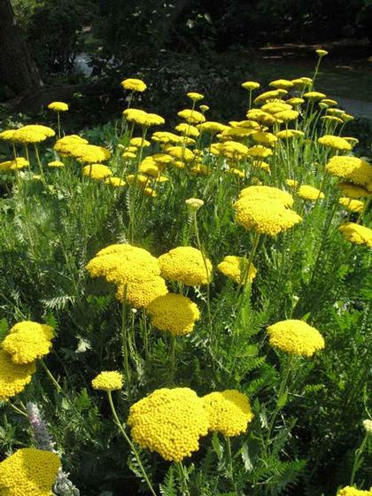 Achillea