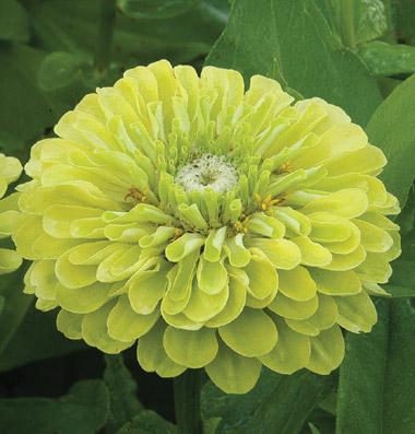 Zinnia elegans