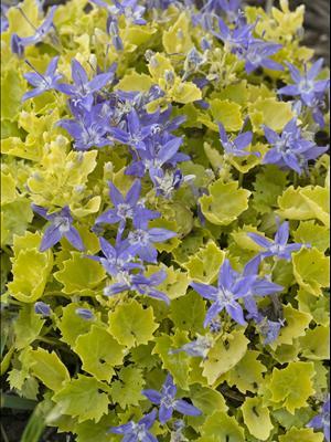 Campanula