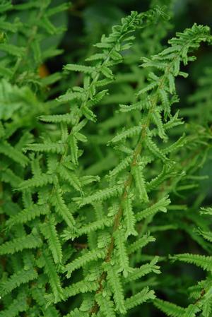 Athyrium f. femina
