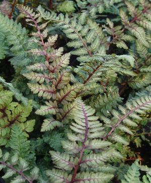 Athyrium niponicum