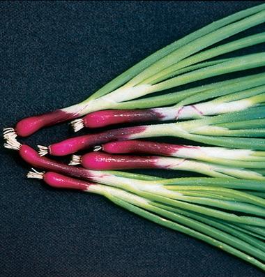 Onion-bunching
