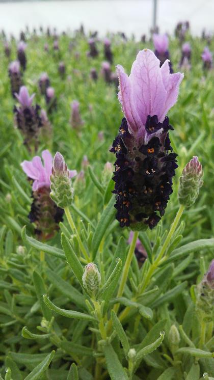 Lavender stoechas